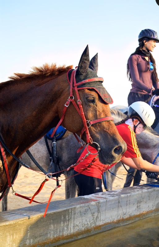 JSR stable and rider