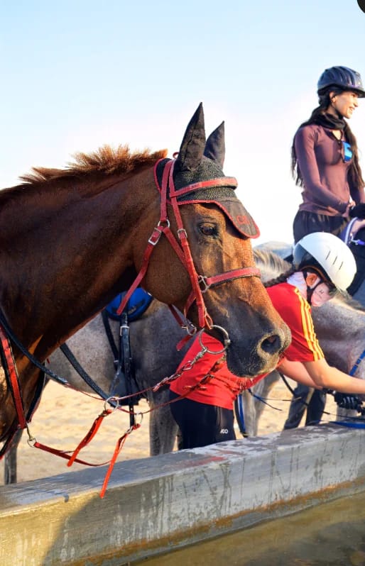 JSR stable and rider